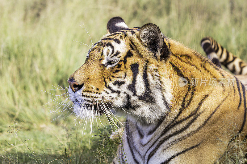 孟加拉虎(Panthera tigris tigris)